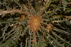 Banksia platycarpa