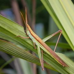Gelastorhinus rotundatus