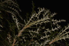 Banksia platycarpa