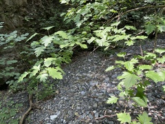 Crataegus pinnatifida