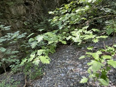 Crataegus pinnatifida