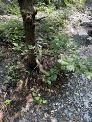 Crataegus pinnatifida