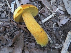 Boletus aurantiosplendens