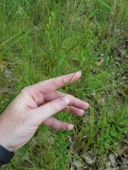 Hypericum gymnanthum