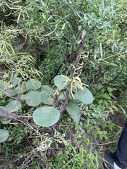 Erysiphe verniciferae