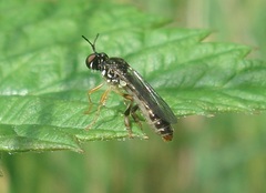Dioctria lateralis