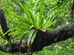 Asplenium antiquum