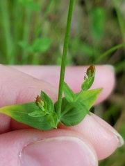 Hypericum gymnanthum