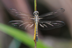 Trithemis festiva