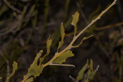 Jacksonia floribunda