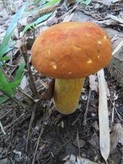 Boletus aurantiosplendens