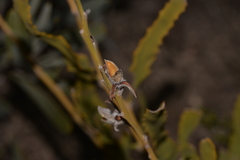 Jacksonia floribunda