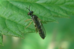 Dioctria lateralis