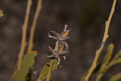 Jacksonia floribunda
