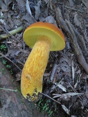 Boletus aurantiosplendens