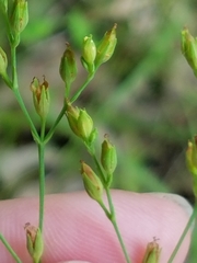 Hypericum gymnanthum