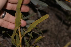 Jacksonia floribunda