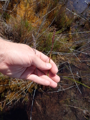 Machaerina teretifolia