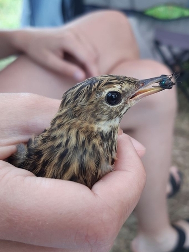 Pipit de la Petchora