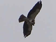 Urocitellus richardsonii