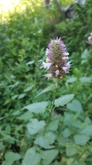 Agastache urticifolia