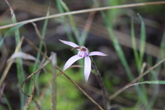 Caladenia hirta rosea