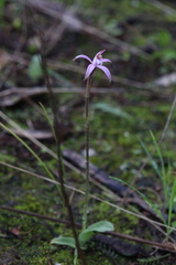 Caladenia hirta rosea