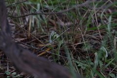 Pterostylis scabra