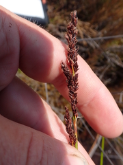 Machaerina teretifolia