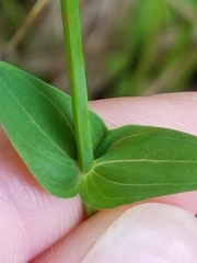 Hypericum gymnanthum