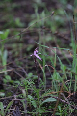 Caladenia hirta rosea