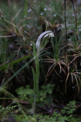 Pterostylis scabra