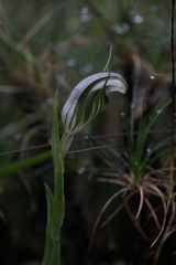 Pterostylis scabra