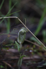 Pterostylis scabra