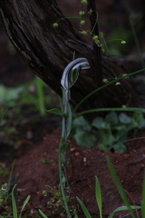 Pterostylis scabra