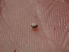 Machaerina teretifolia
