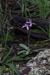 Caladenia hirta rosea