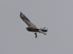 Urocitellus richardsonii