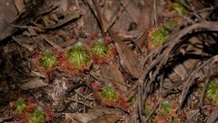Drosera eneabba