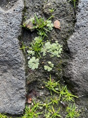 Riccia crystallina