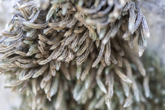 Selaginella watsonii