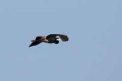 Ardea melanocephala