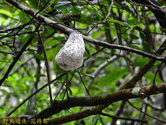 Cerataphis jamuritsu