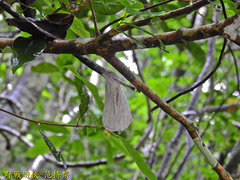 Cerataphis jamuritsu