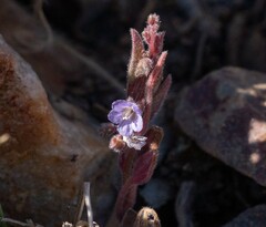 Phacelia exilis