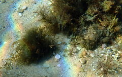 Stigmatopora narinosa