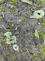 Riccia crystallina