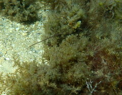 Stigmatopora narinosa