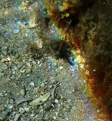 Stigmatopora narinosa