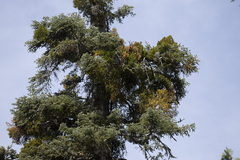 Phoradendron pauciflorum